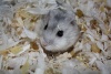 Grey Dwarf Hamster in habitat.jpg